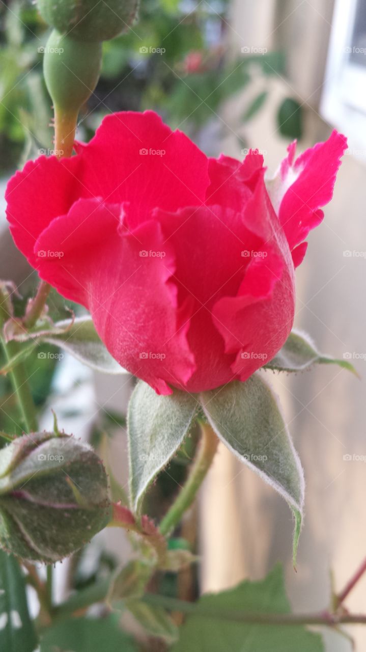 red rose. knockout rose bush
