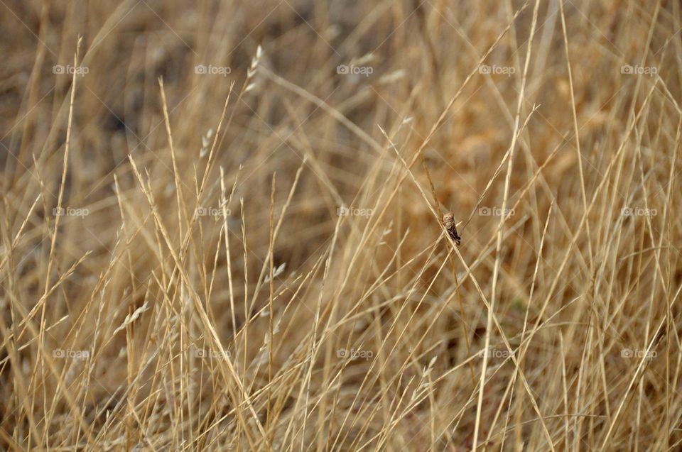 Find the grasshopper? 