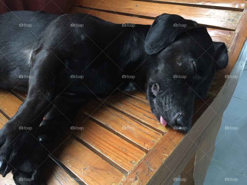 Dog sleeping with tongue sticking out