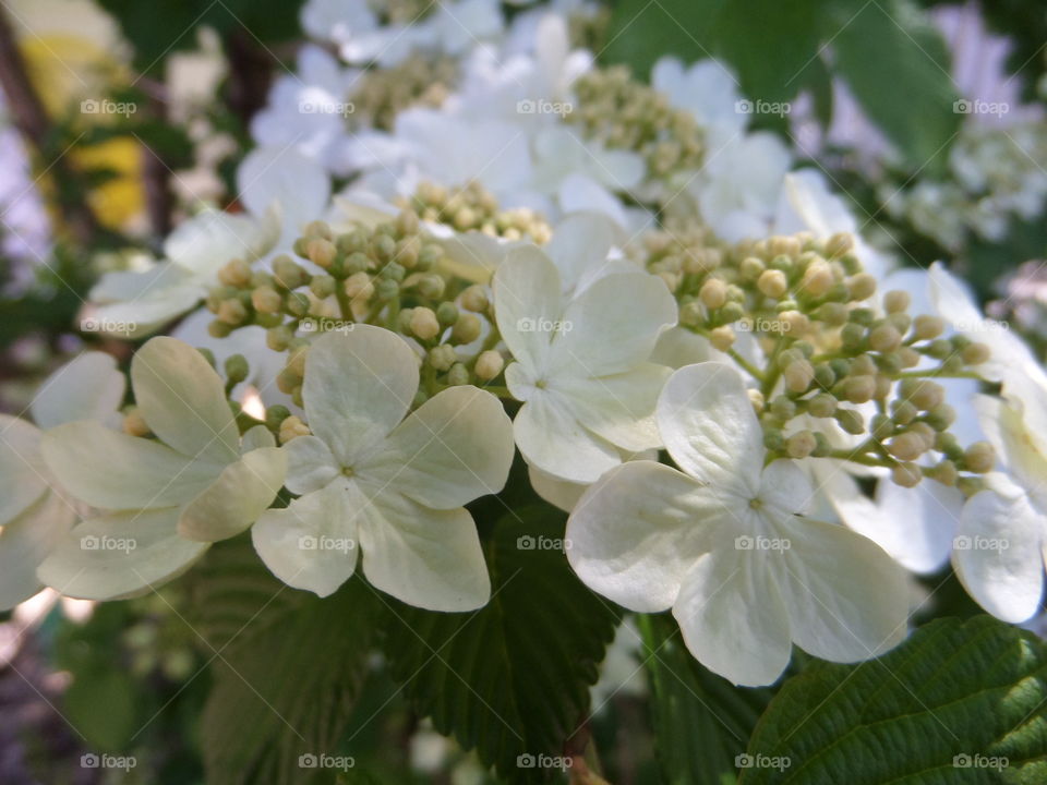 Elevated view of wild flower