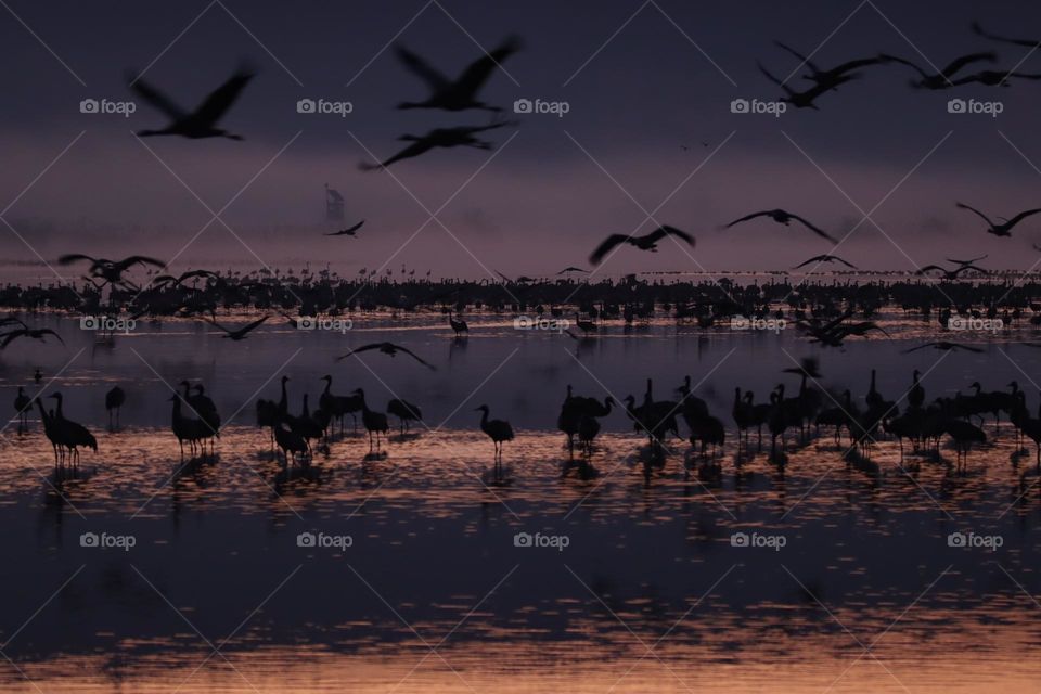 Cranes wake up in the morning