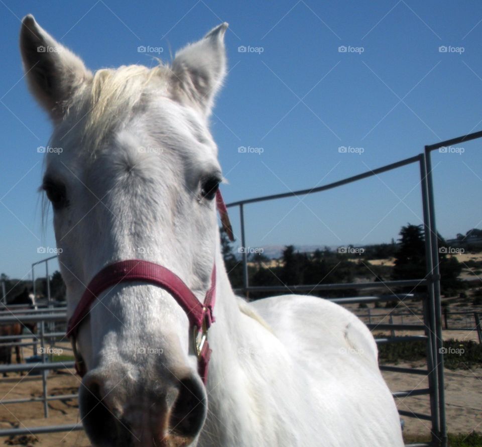 white horse face close up