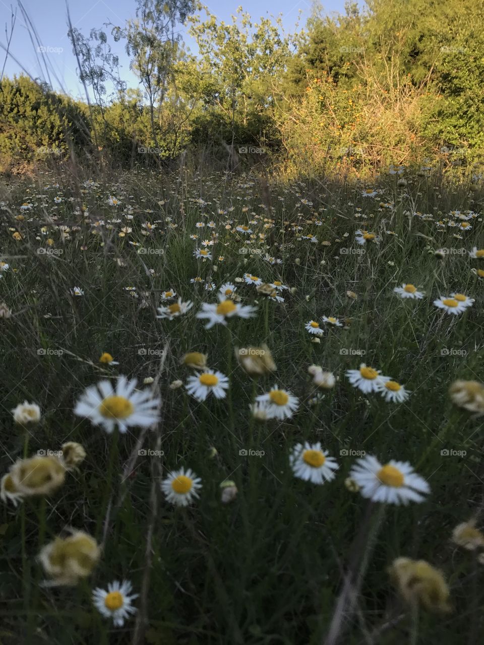 Daisy field 