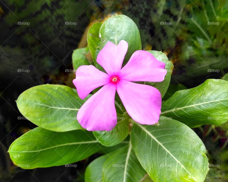 Purple flower on the park