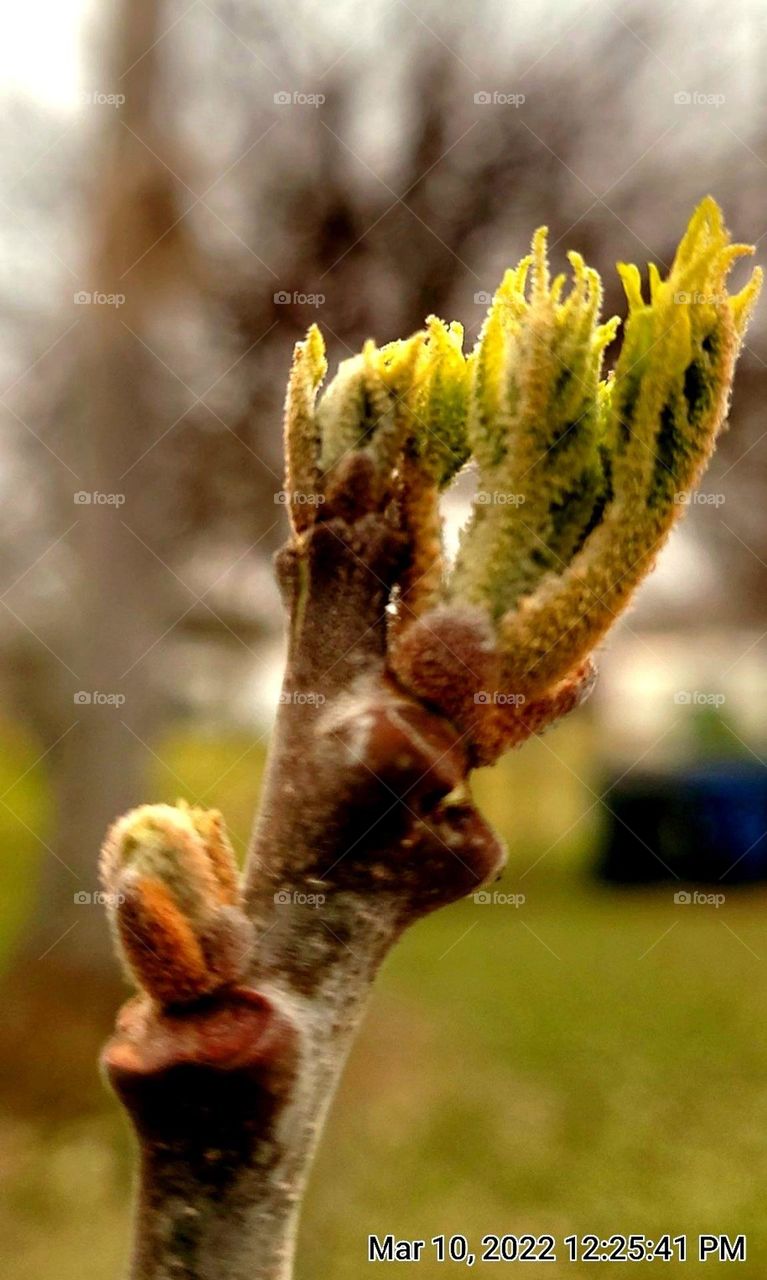 First sign of spring