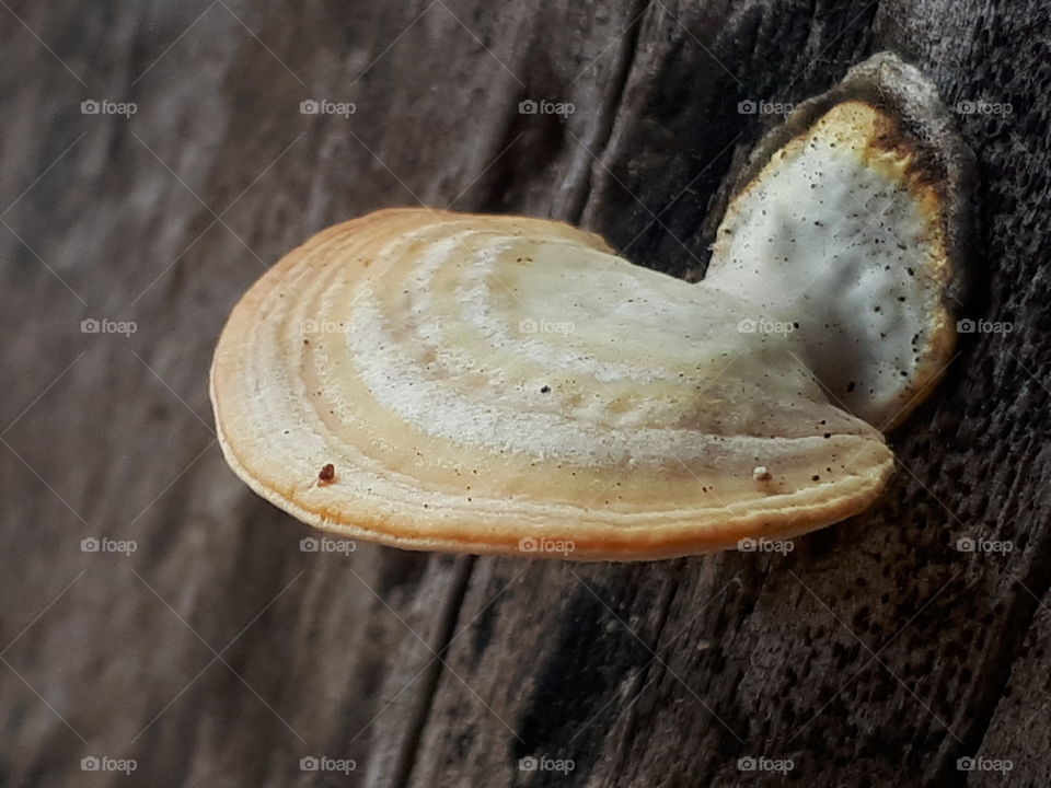 Mushroom