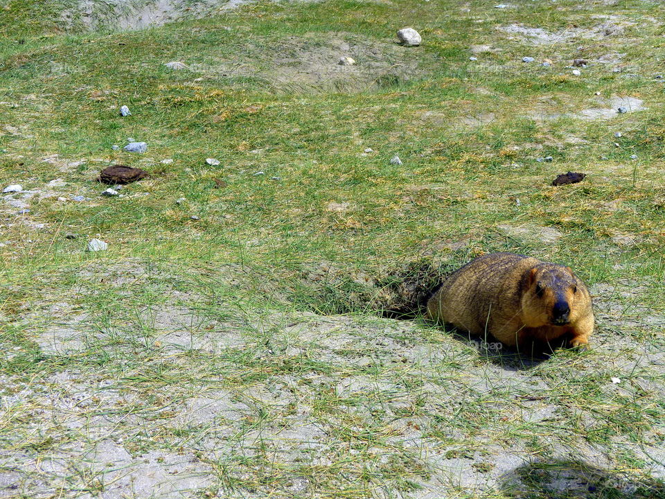 marmot in the nubra valley Kashmir india