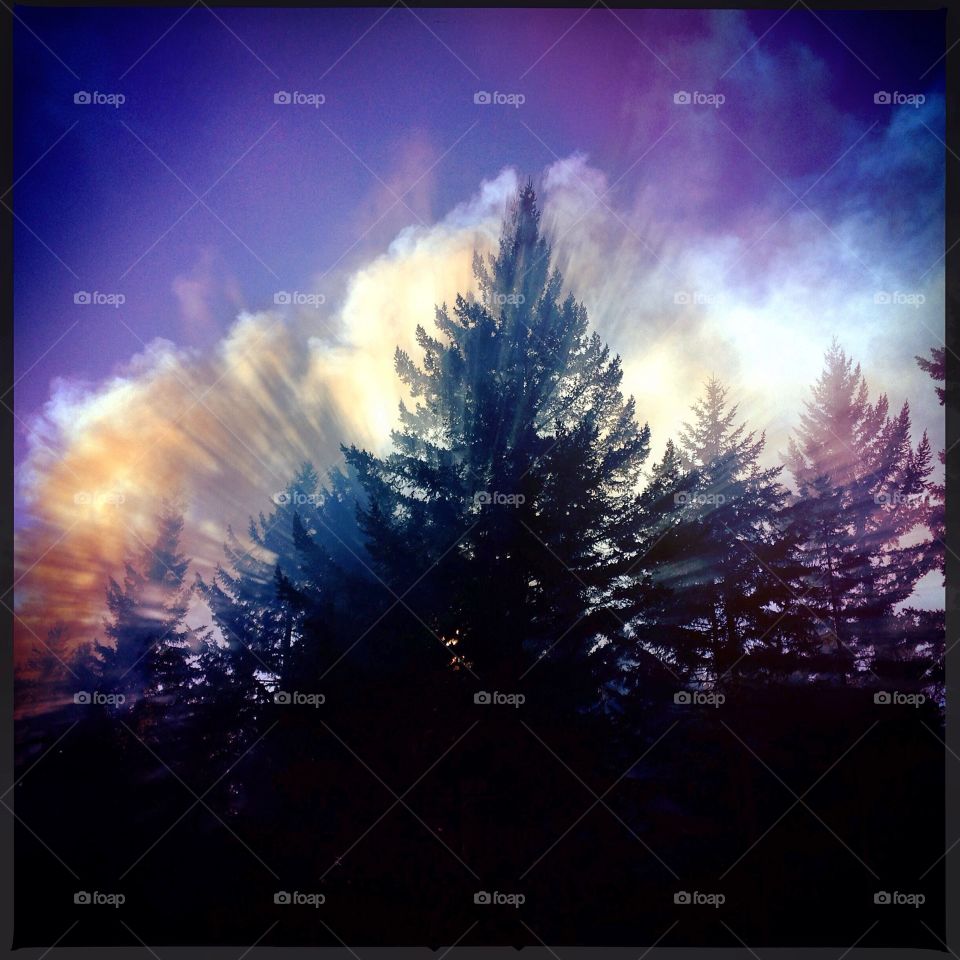 Smoke filters through the treetops of the Pacific Northwest. 