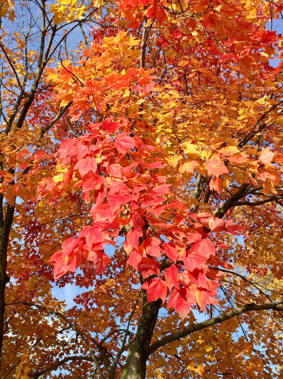 Fall in Plymouth, mi