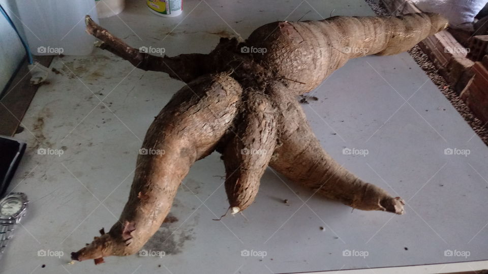 RAÍZES DE AIPIM FORA DO NORMAL