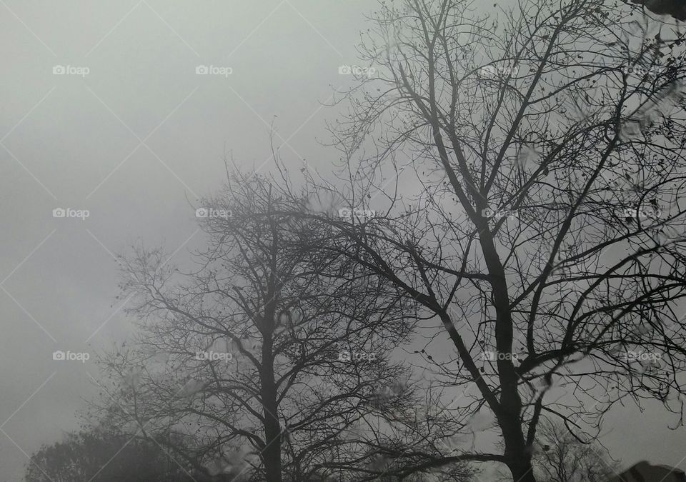 The trees on front of the Warren County Courthouse in Williamsport, Indiana stand sentinel awaiting the snow.