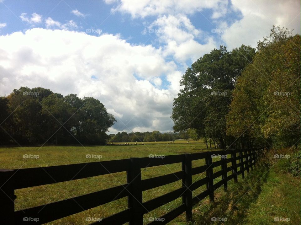 Horizon loud sans cool summer sky across the cow fields with trees and fences