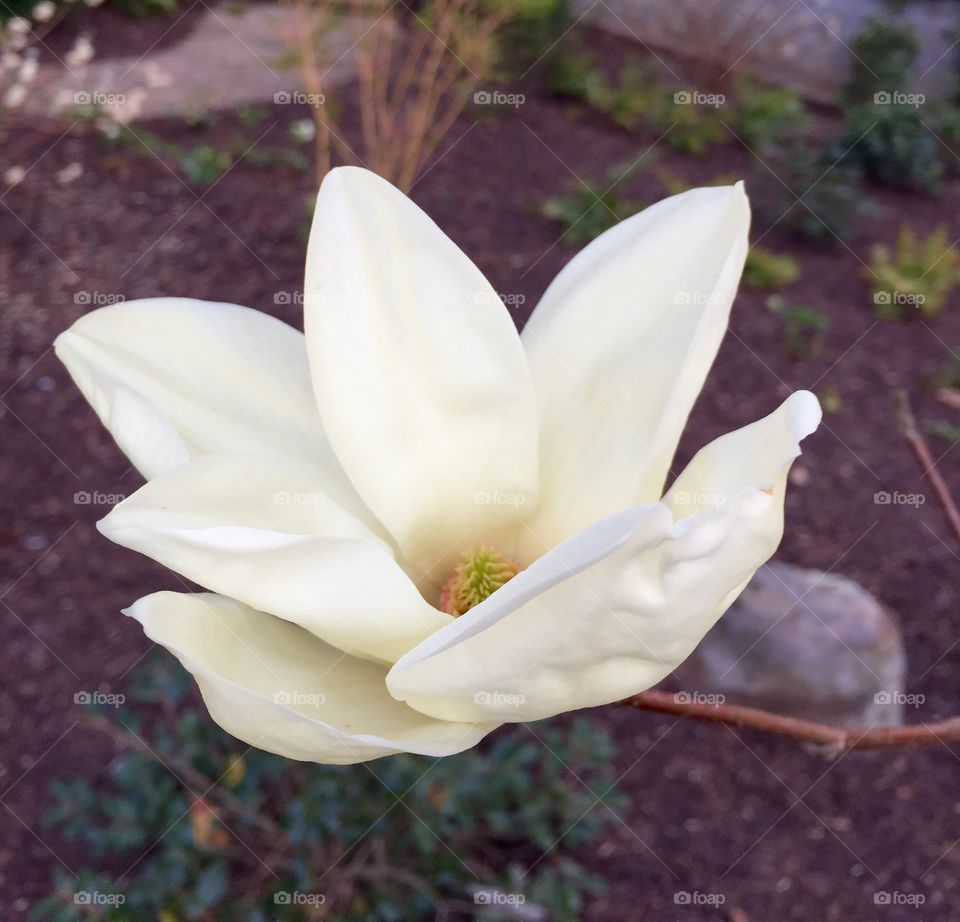 Tulip magnolia tree blooming