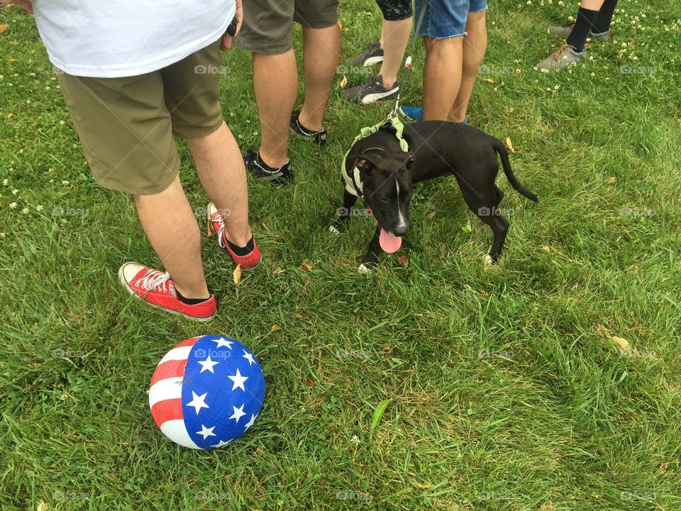 Patriotic Dog