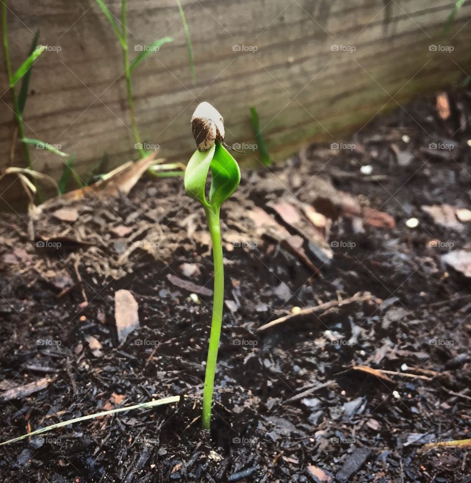 To see every stage of growth is what makes gardening so worthwhile and applicable to life. 