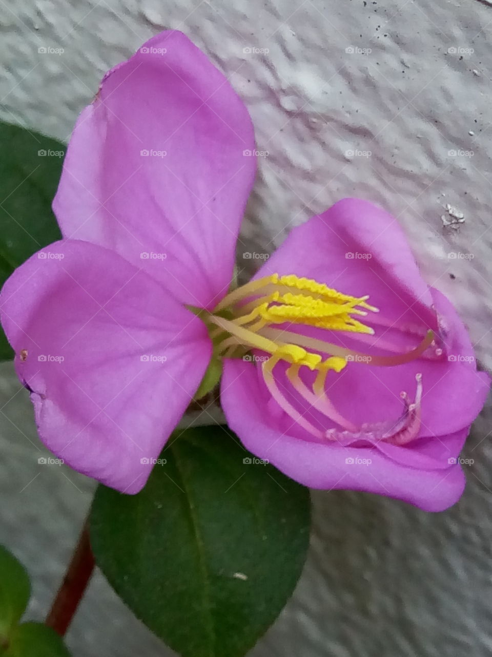 No Person, Flower, Nature, Leaf, Flora