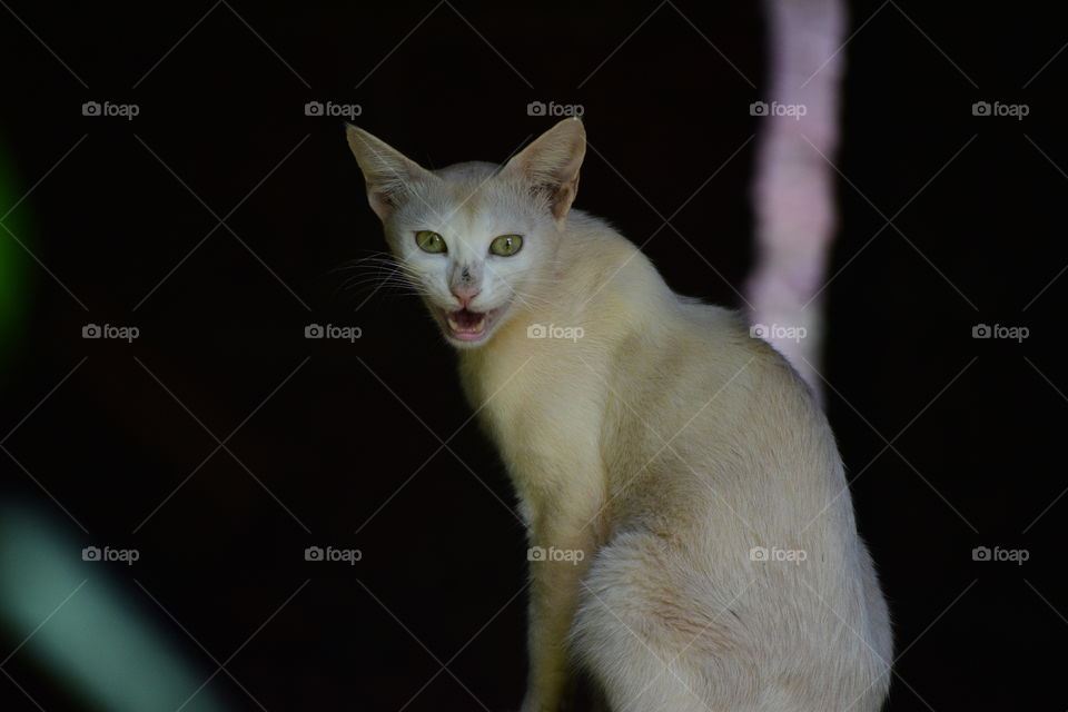 Seems like Cat doesn't like photography