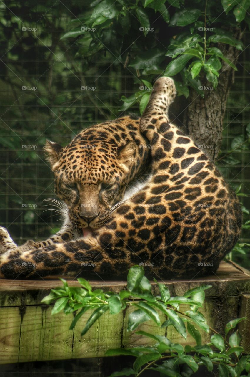 Jaguar Yoga