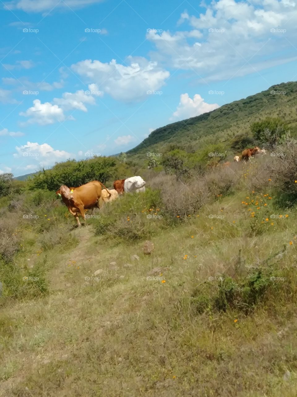 Cattle running freely in Jalisco, México.