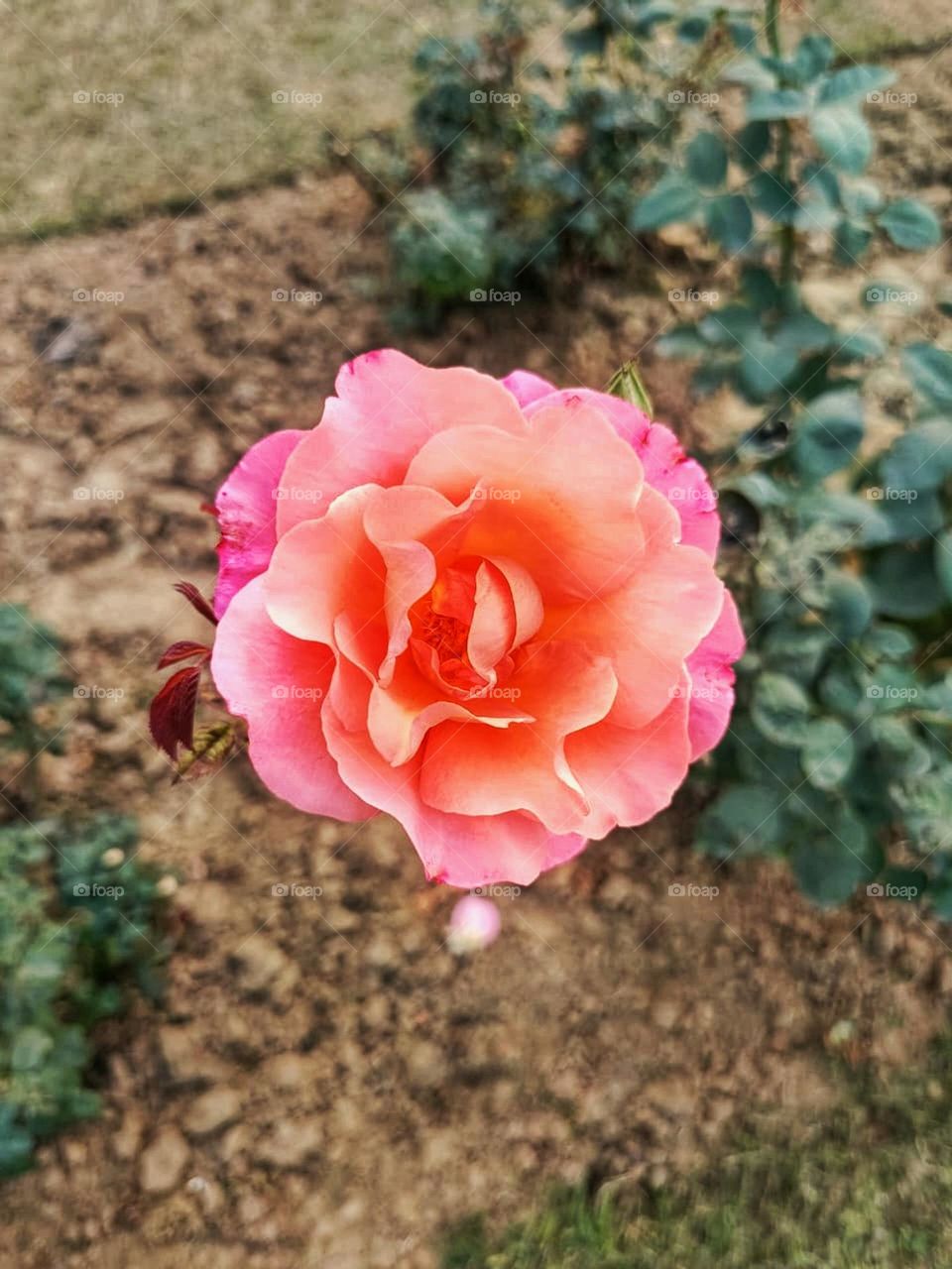 That vibrant pink rose really catches the eye. It's like a little pop of color among the surrounding plants. 
It's so beautiful and stands out so nicely. Roses are such classic and timeless flowers
