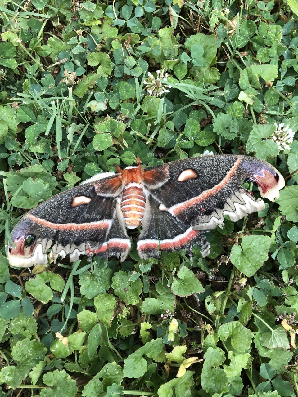Moth or butterfly 
