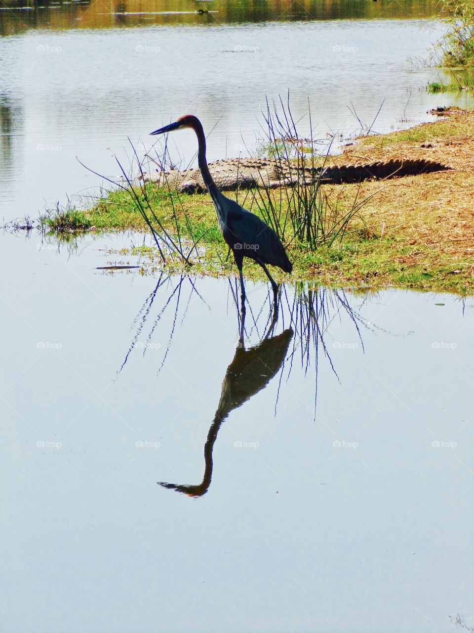 Bird reflection and crocodile 