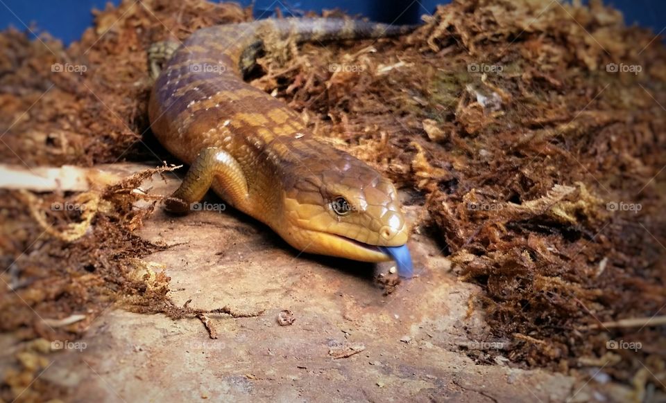 Blue Tongue Skink