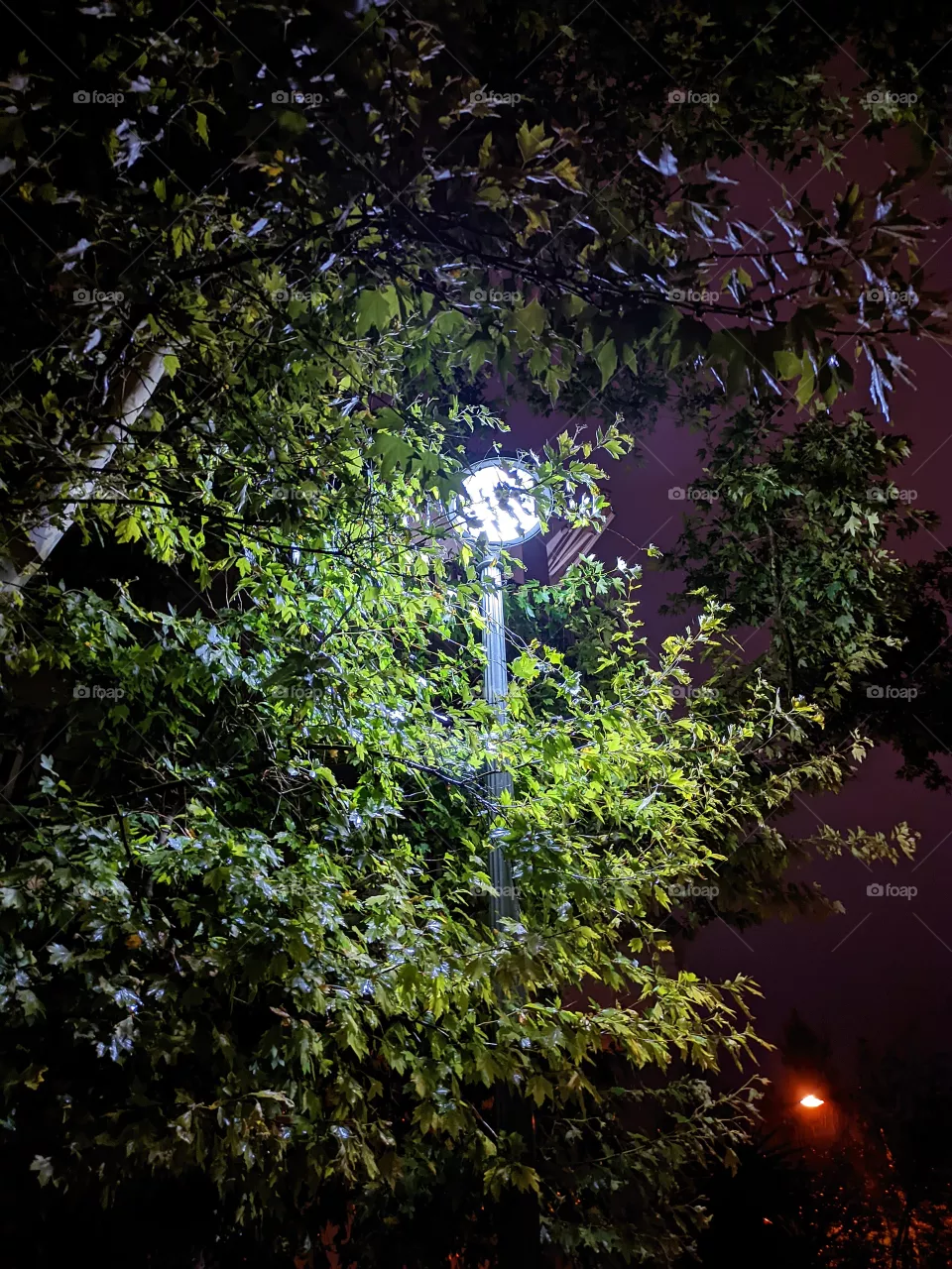 light n tree