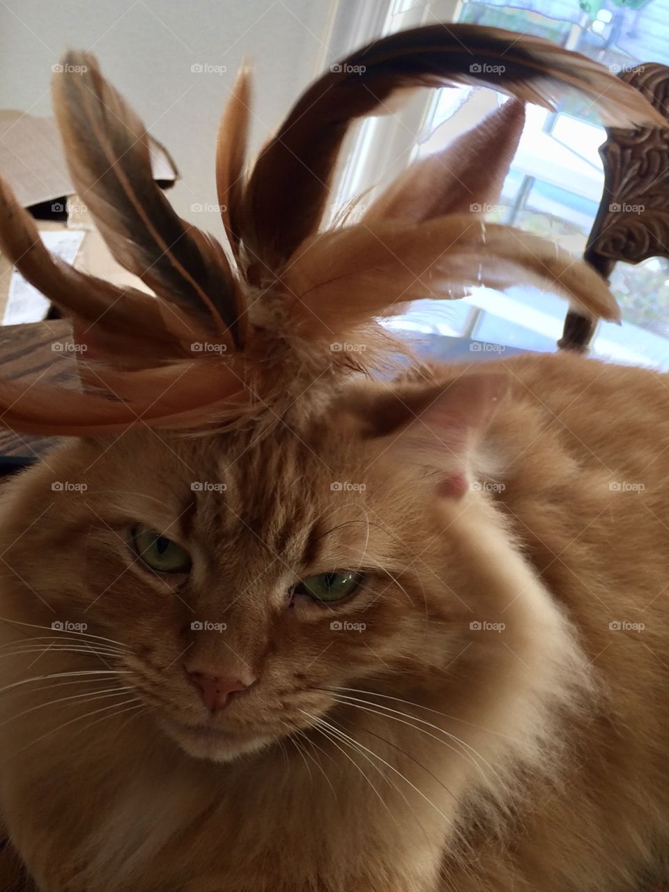 Orange cat with feathers on head