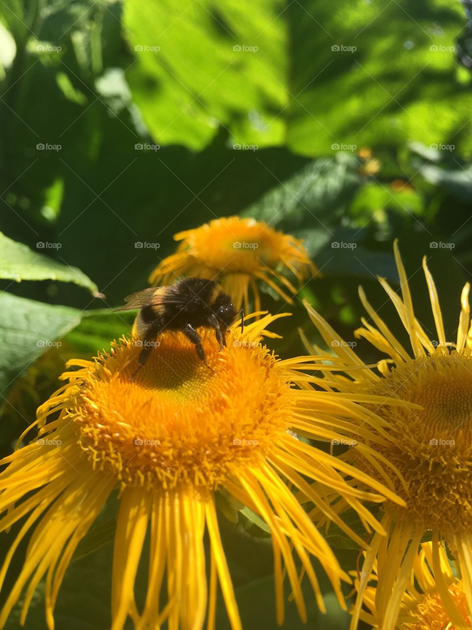 Bee in action 