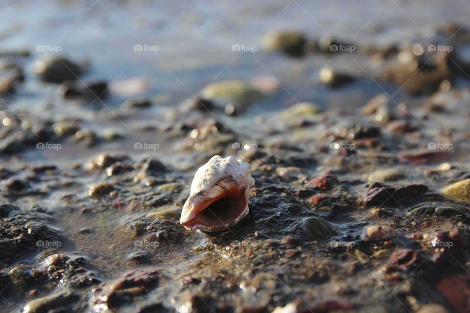 Close-up of conch shell on beach