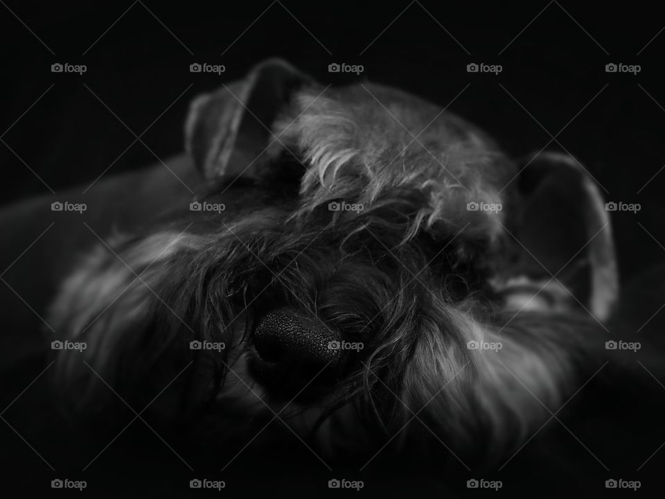 Miss Lorie, schnauzer dog, on calm moment after a long playing day with miss Yoko.  She's asleep on black couch.