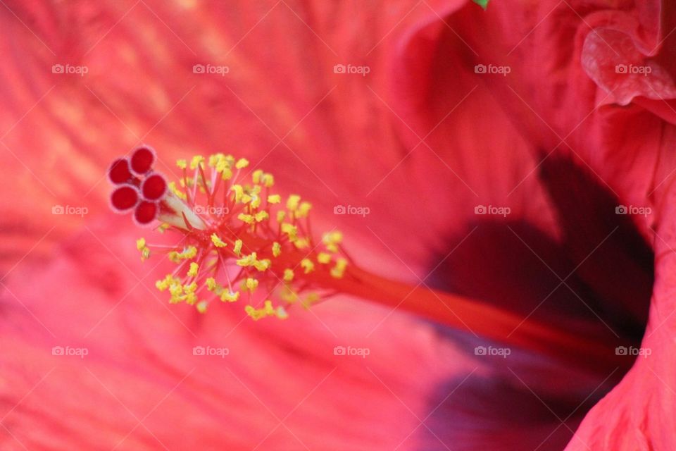 Hibiscus up close