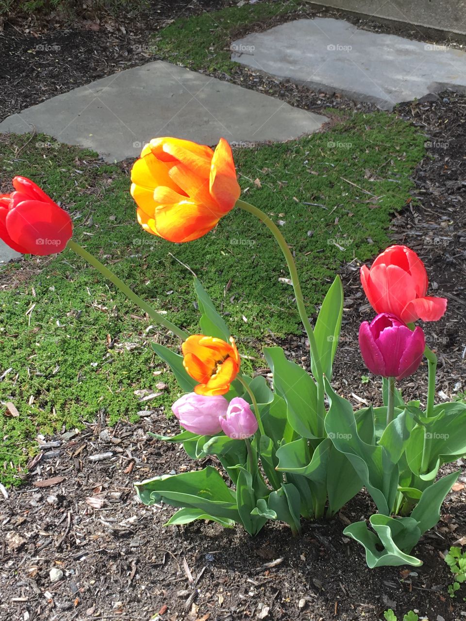 Bright spot of tulips spring!