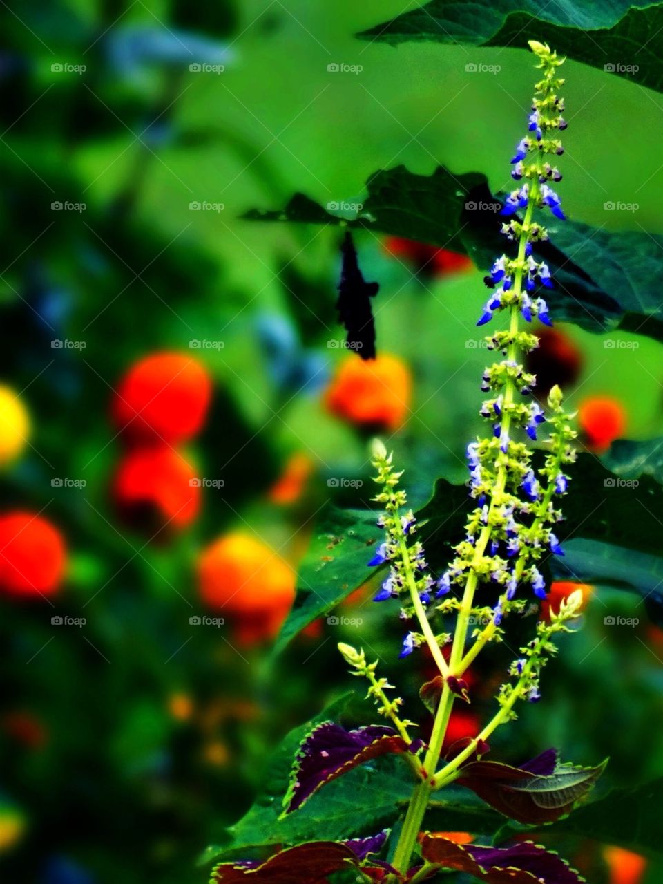 Close-up of flowers