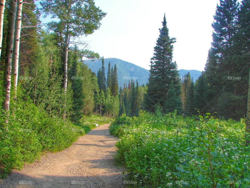 Mountain trails