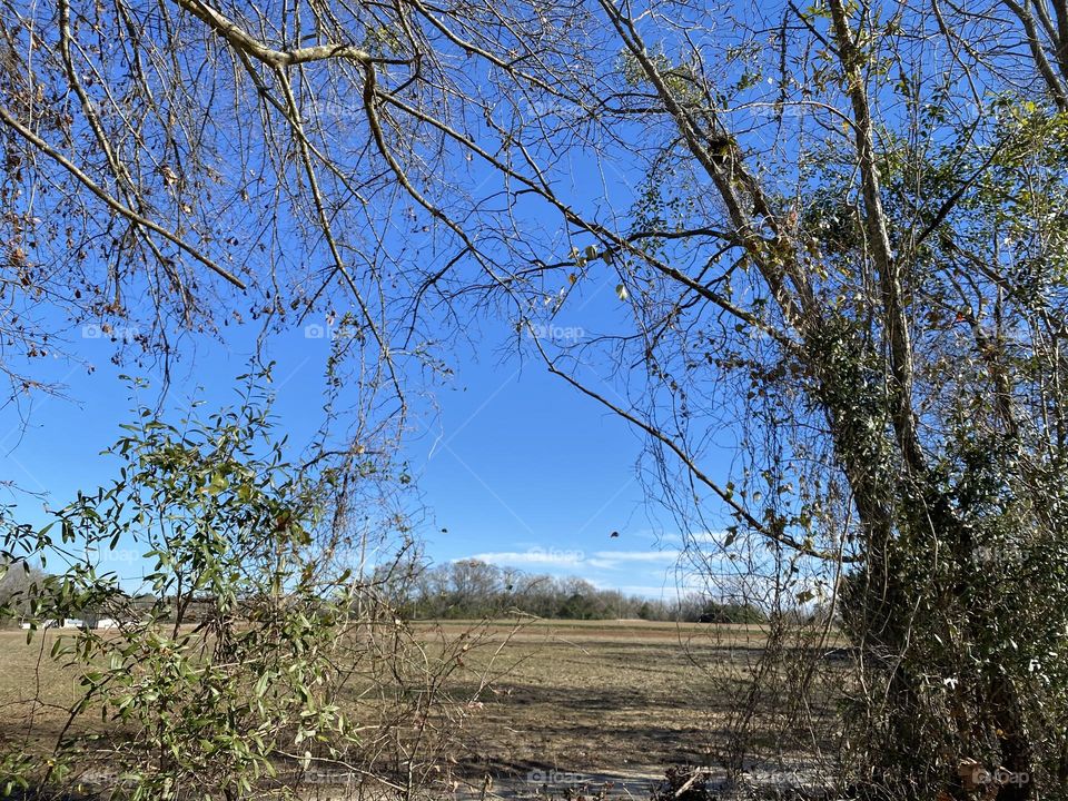 Looking through the trees 