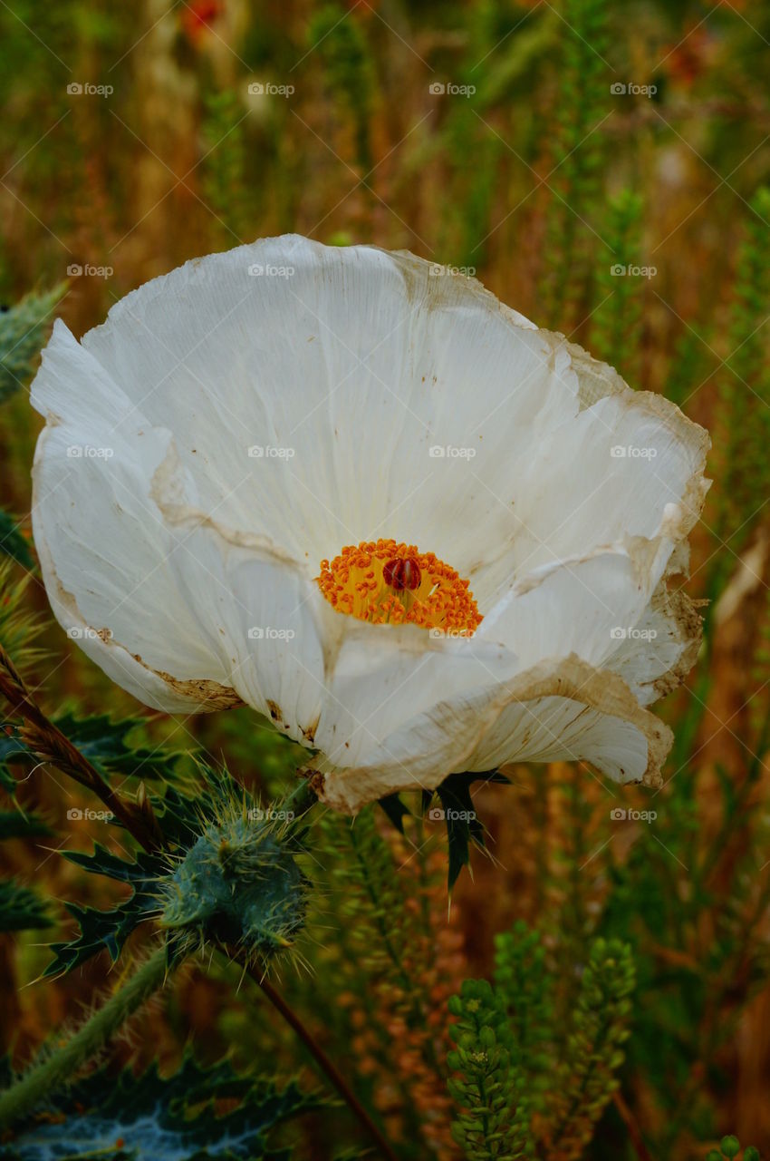  Thistle flower