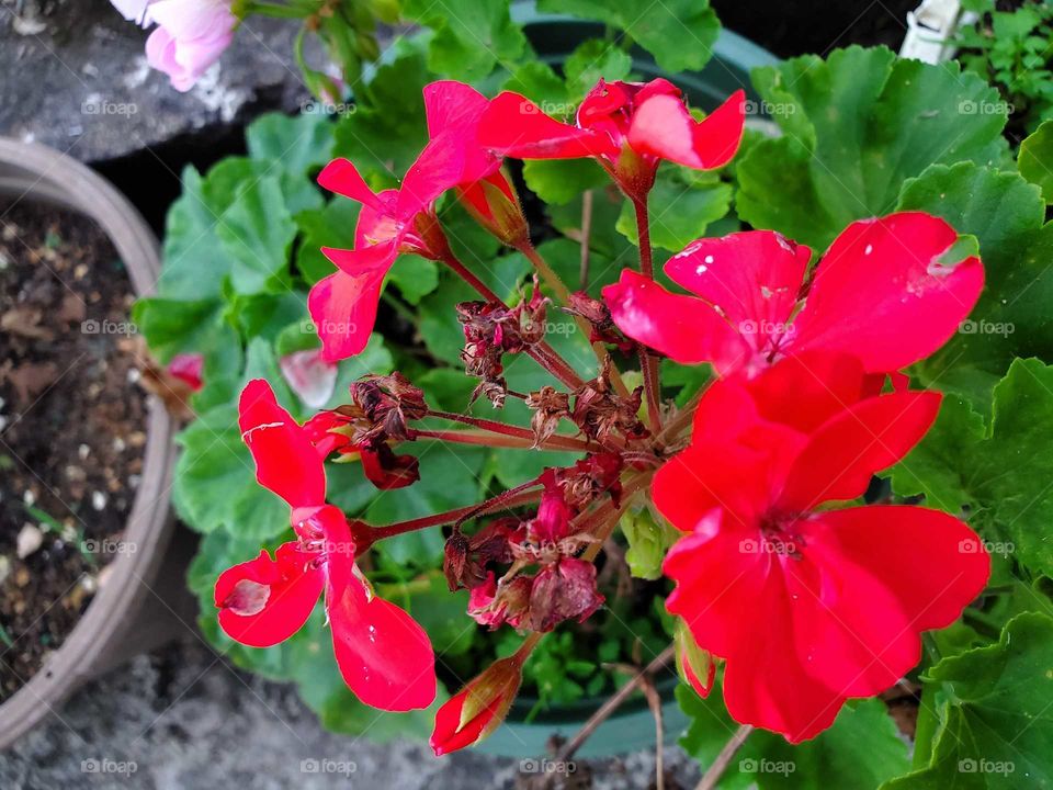 geranium