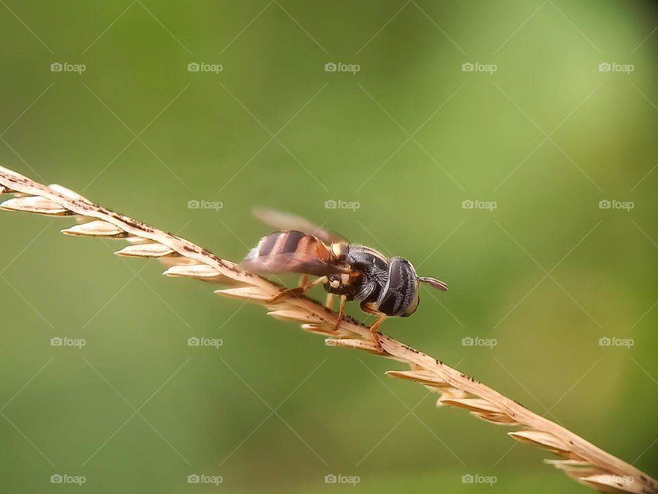 A small bee is quiet