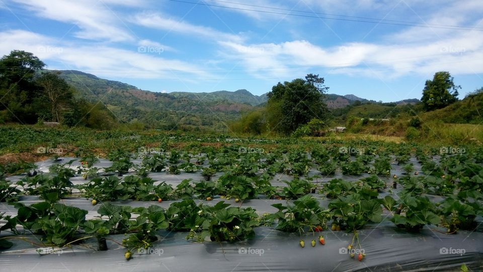 🍓 strawberry farm 🍓