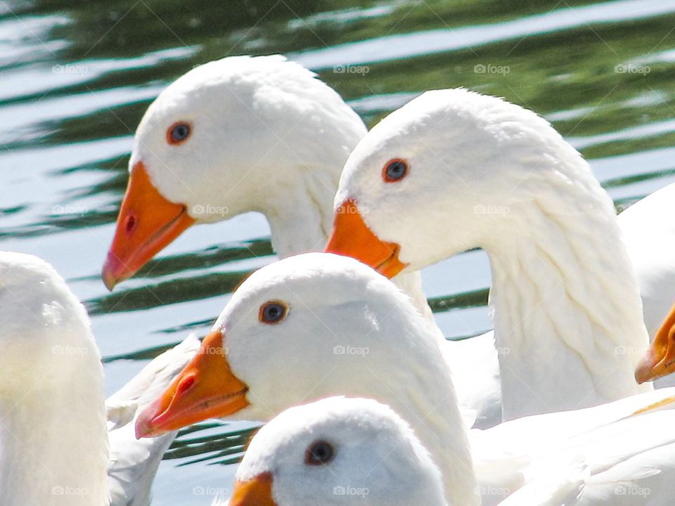 White geese, poultry, very beautiful, white, brilliant, ablaze, clean, swim, pond, small river,