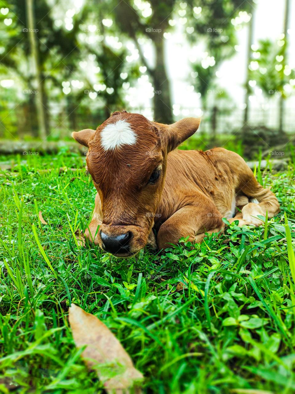 This calf is ours.  I took photos of this calf.  Calf survival is very beautiful.  There is a white spot on the forehead.  So the animal looks very beautiful.