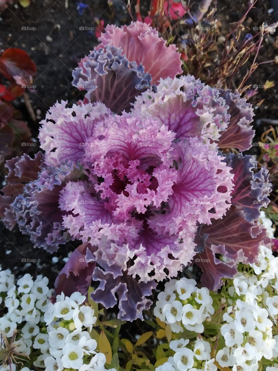 Decorative cabbage in a flower bed.