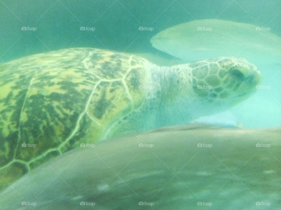 Underwater turtle 