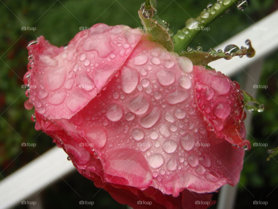 Close-up of pink rose after the rain