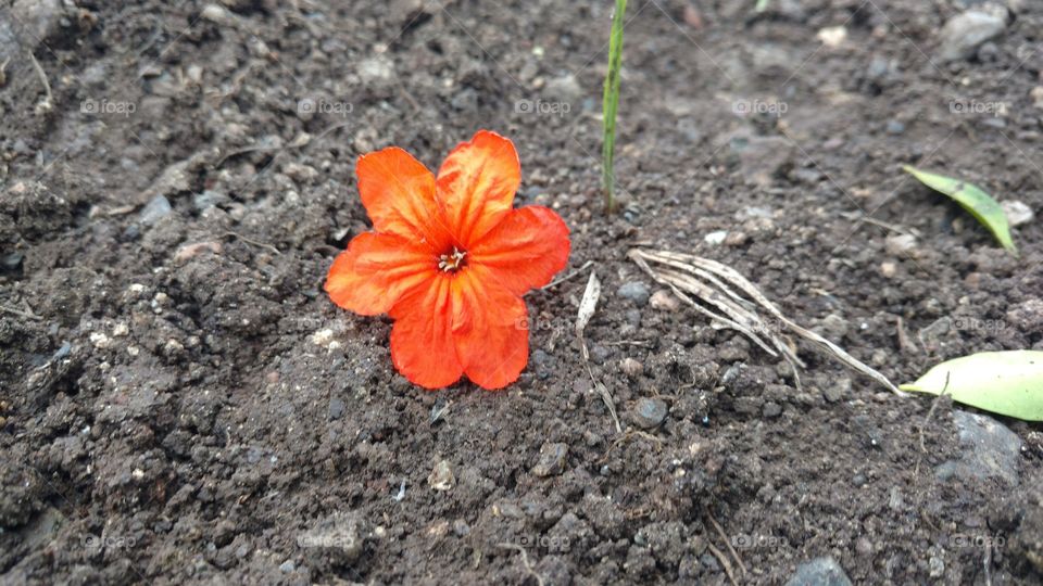 orange colour flower