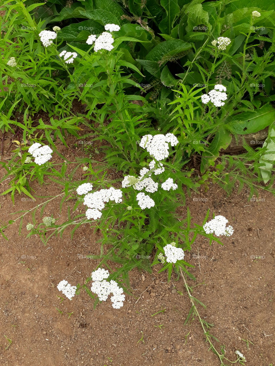 Small little white flowers