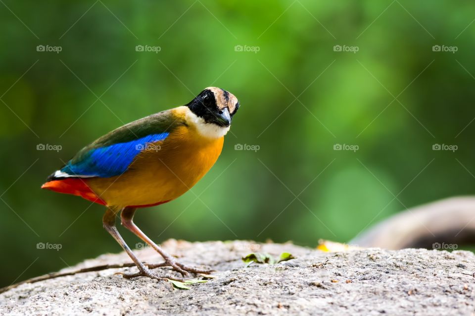 Colorful bird on rock