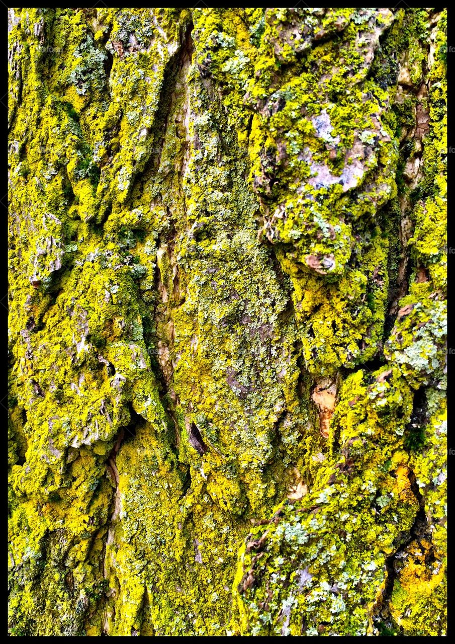 Moss covered bark